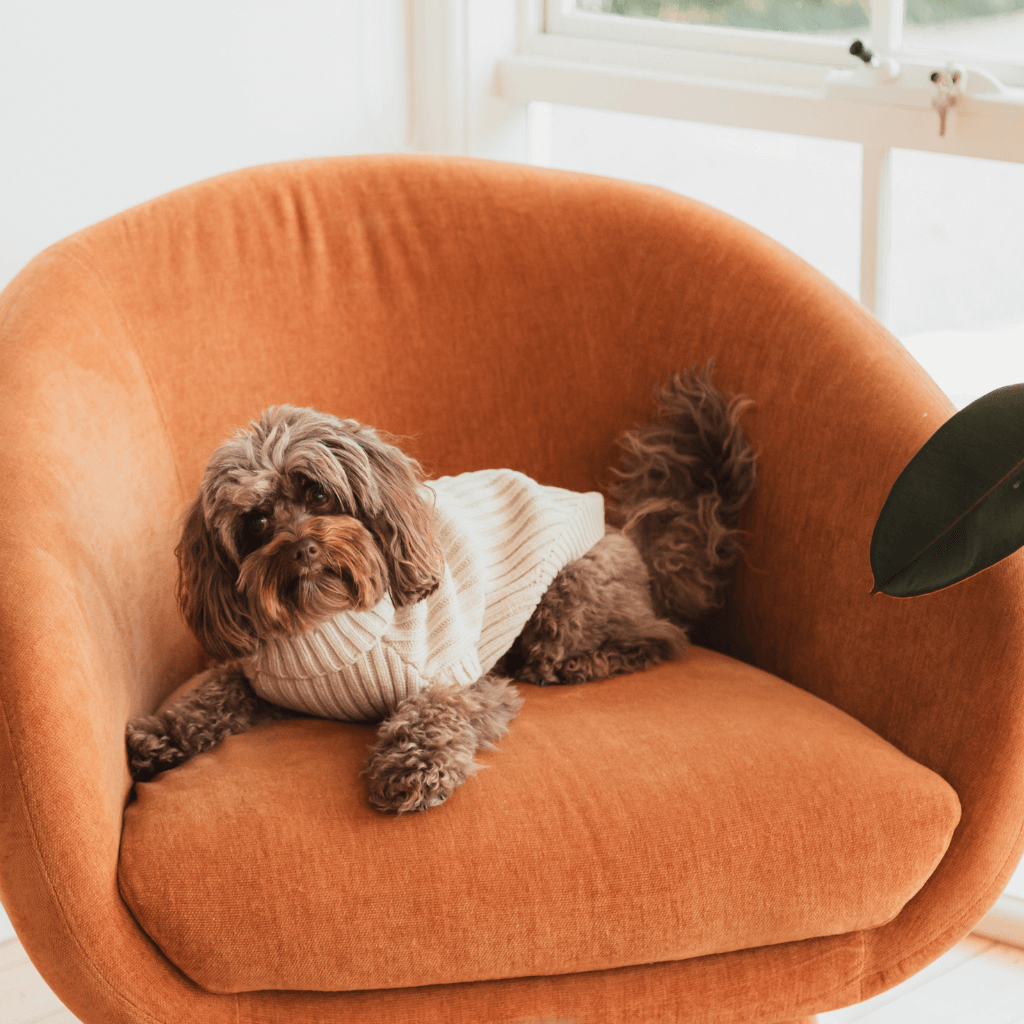 Sandstone - Maglione lavorato a maglia FuzzYard Life