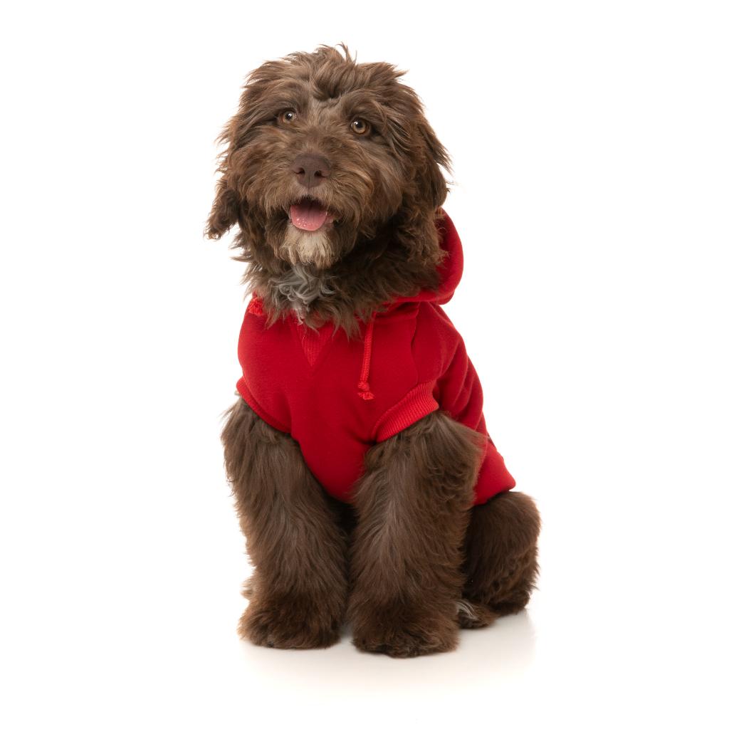 Felpa con cappuccio Zoomies Rosso