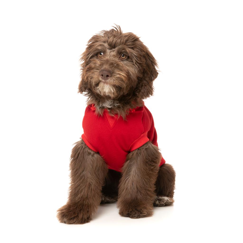 Felpa con cappuccio Zoomies Rosso