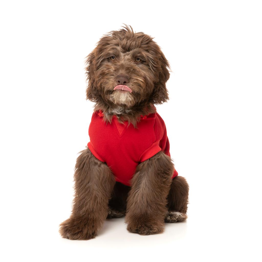 Felpa con cappuccio Zoomies Rosso