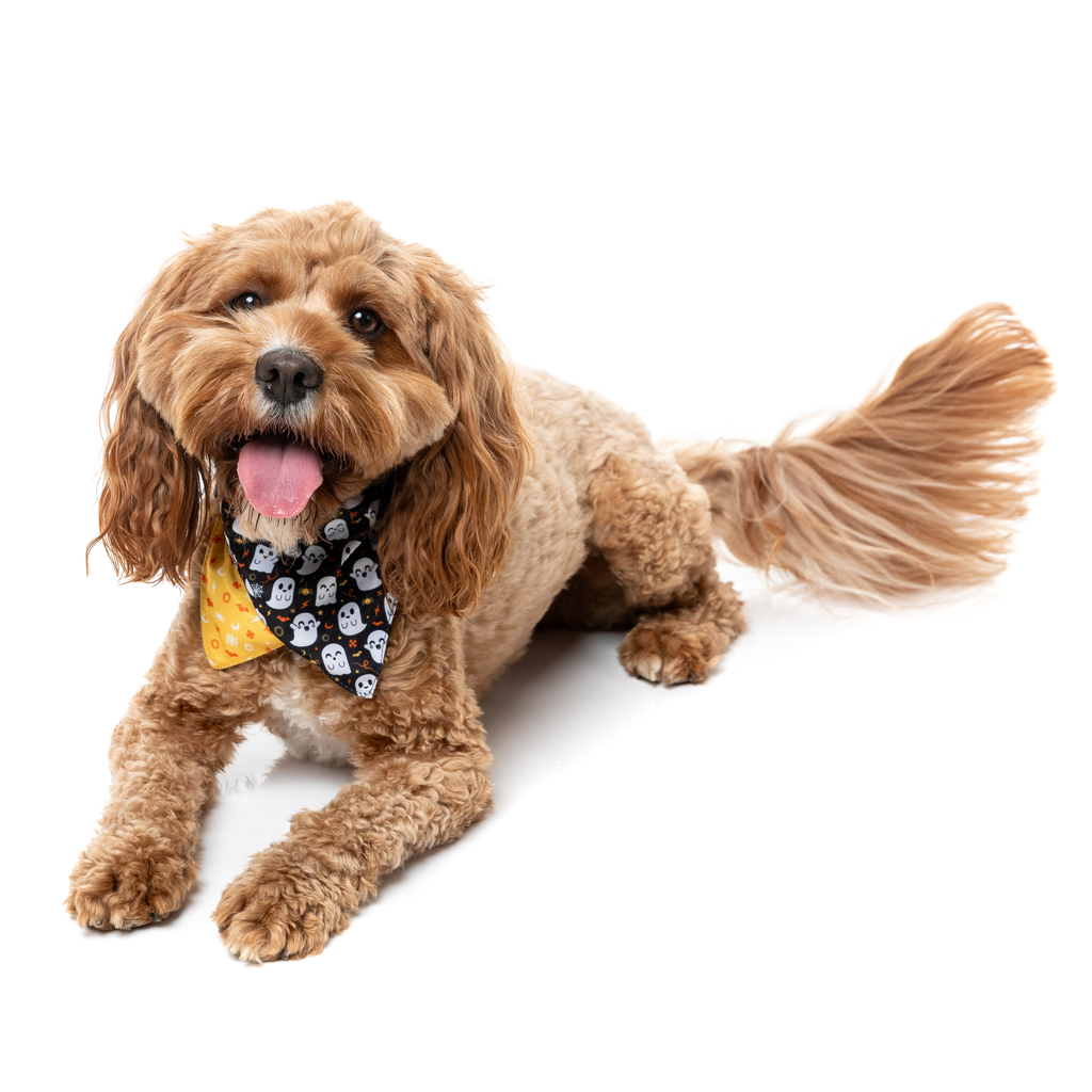 Peek-A-Boo - Bandana per cani e gatti