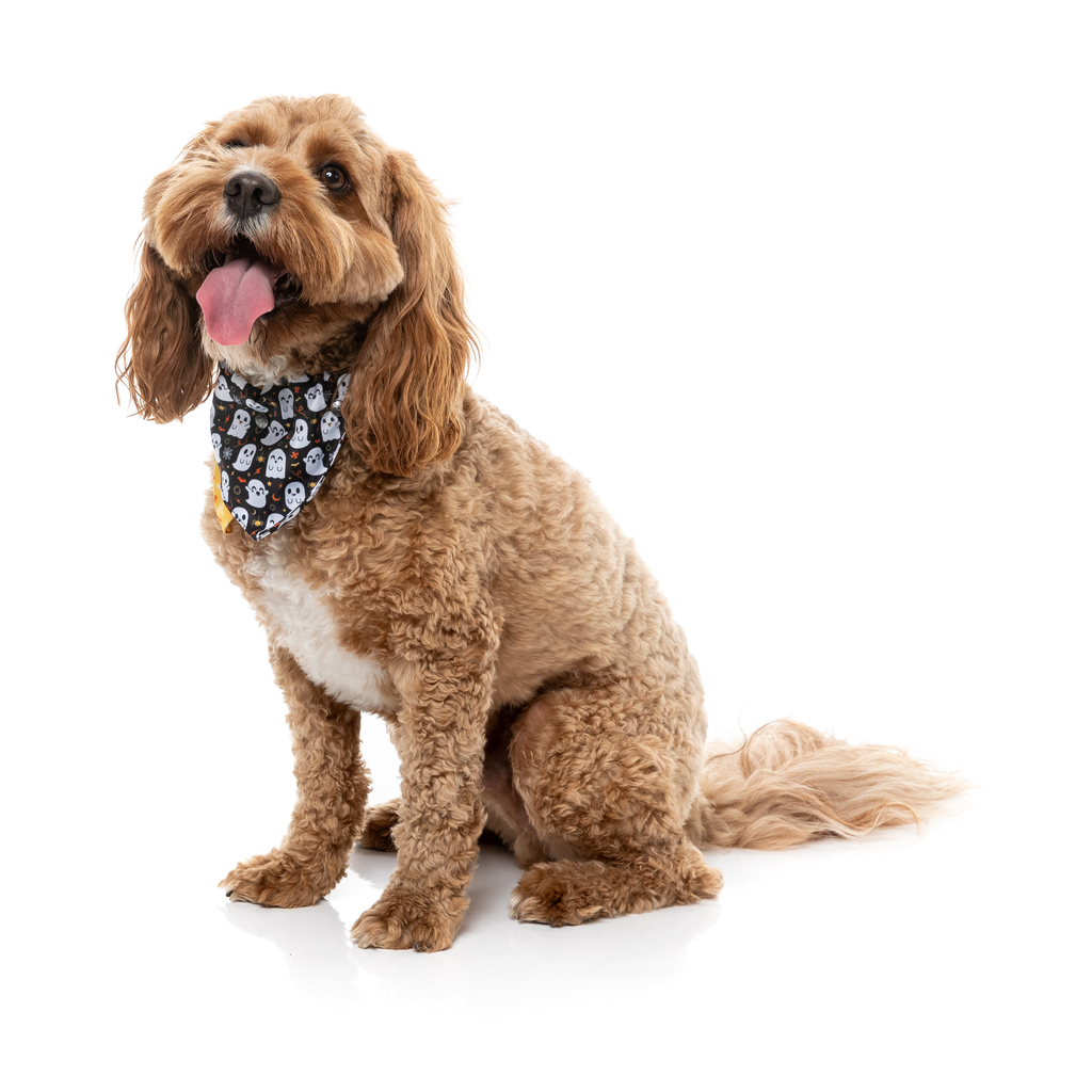 Peek-A-Boo - Bandana per cani e gatti