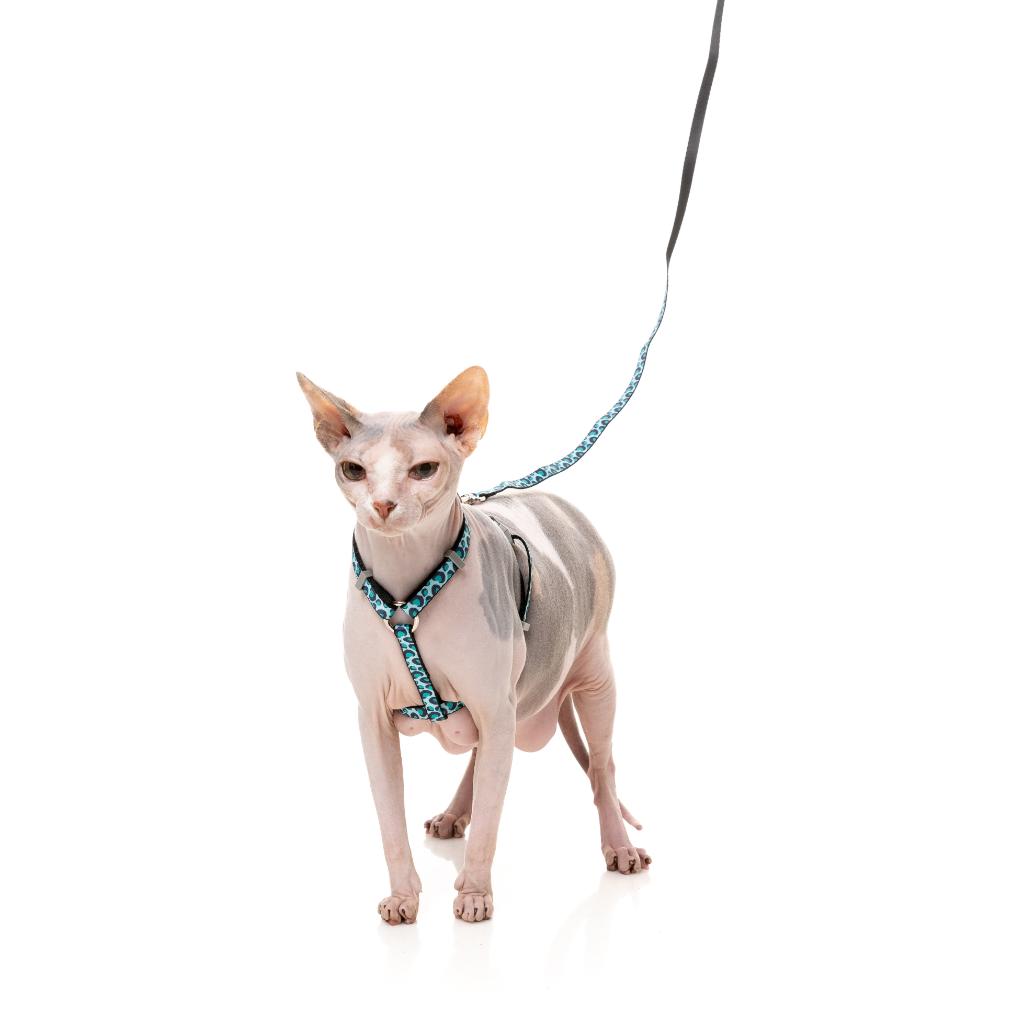 CAT WALKING SET - WILD ONE - AQUA