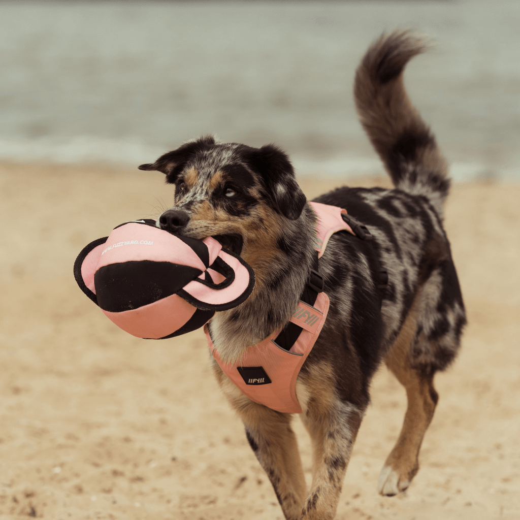 Juguete para perro pelota con asas FY Active