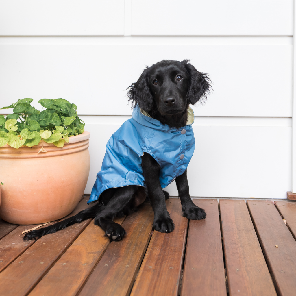 Chubasquero Impermeable para perro FuzzYard Life French Blue