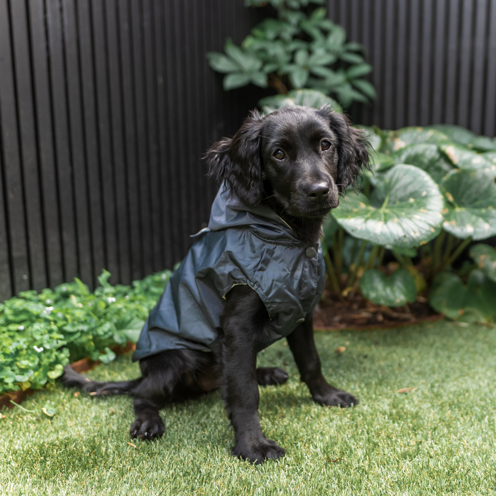 Chubasquero Impermeable  para perro FuzzYard Life Slate Grey