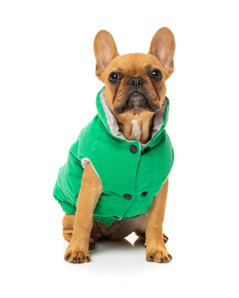 Giacca per cani - Ashbury