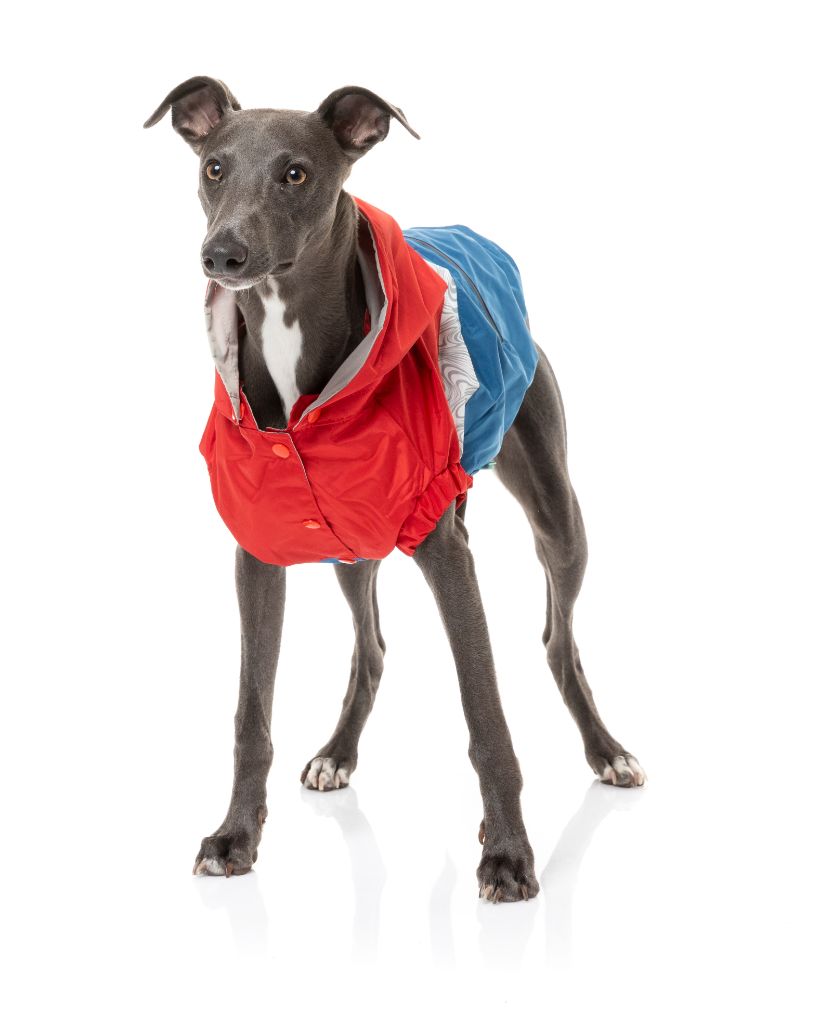 Impermeable y cortavientos para perros - Seattle